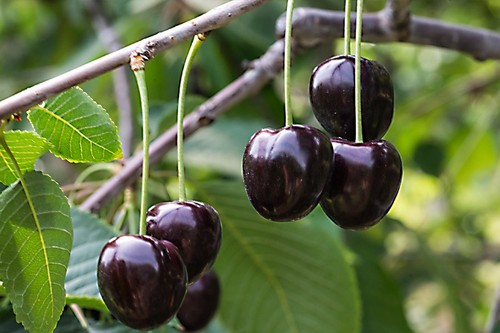 Ciliegio kordia pianta albero - kordia,